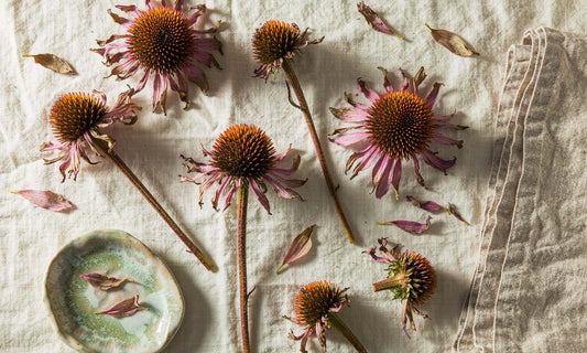 Dried echinacea flowers and leaves arranged on pale linen beside a ceramic dish