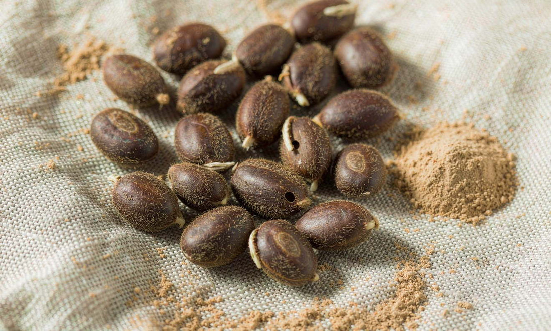 Macro of velvety dark bean seeds and a heap of fine botanical powder on pale linen in soft light