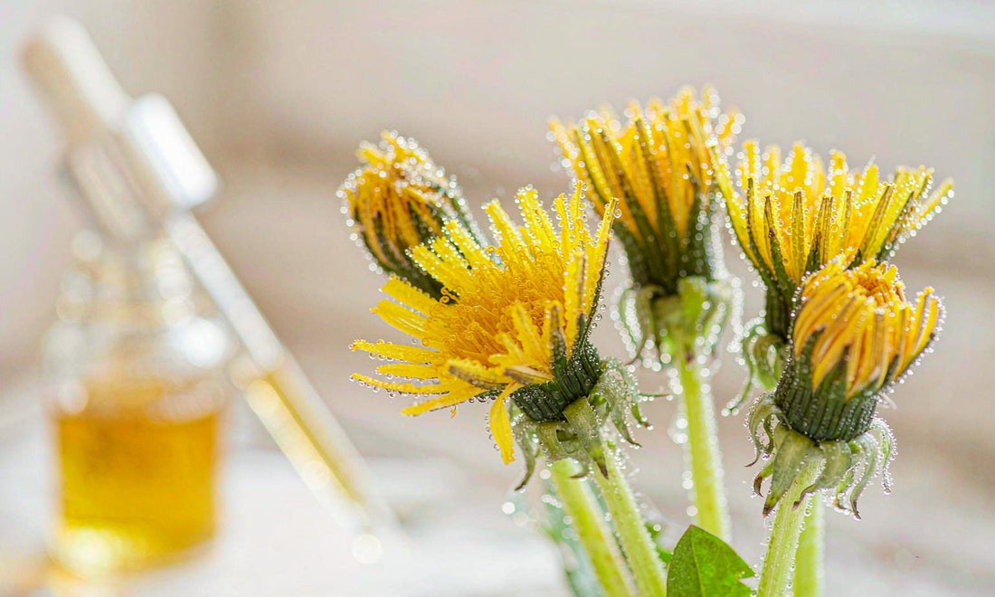 Extreme macro of dew-covered dandelion flowers with a golden dropper bottle blurred behind