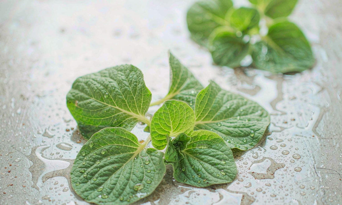 Extreme macro of fresh green bacopa leaves covered in fine water droplets resting on pale wet stone