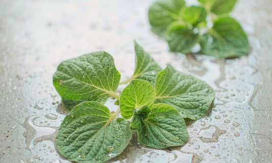 Extreme macro of fresh green bacopa leaves covered in fine water droplets resting on pale wet stone