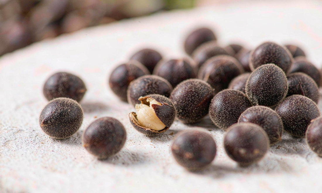 Extreme macro of glossy dark velvet bean seeds on light stone with one split seed in morning light