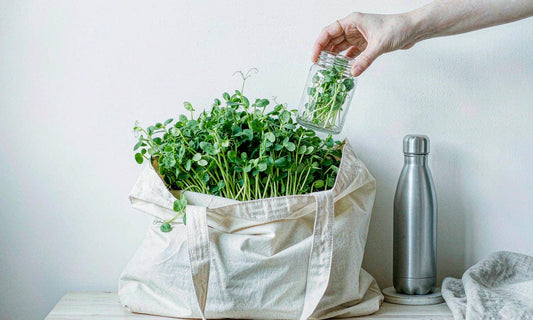 A hand lifting a glass jar of fresh pea sprouts from a canvas tote on a wooden bench