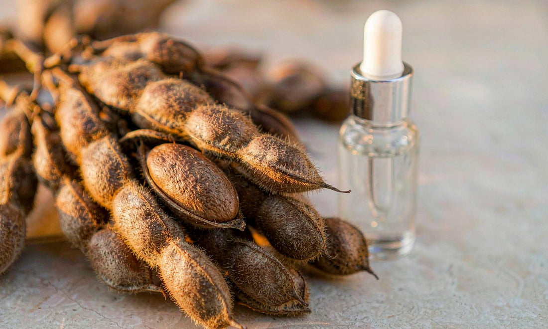 Macro of dried velvet bean seeds and a clear glass dropper bottle on pale stone in low morning light