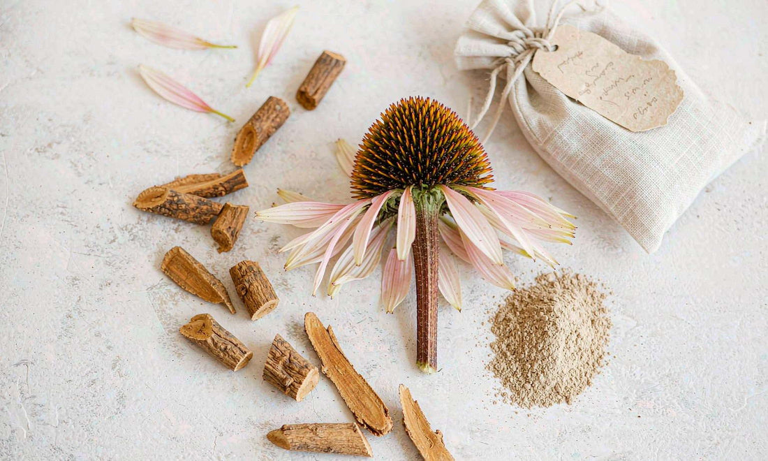 Dried echinacea root pieces, a sliced coneflower head and a pile of fine powder on pale stone