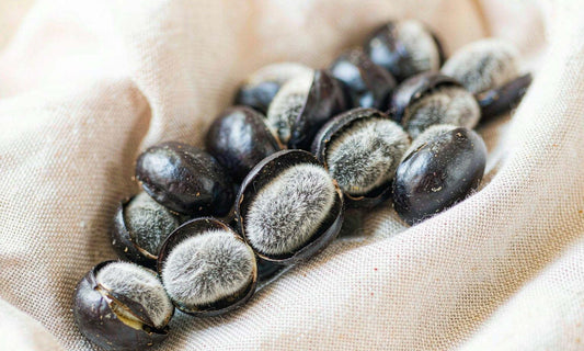 Macro close-up of glossy dark velvet bean seeds with fuzzy interiors resting on a soft cream linen cloth